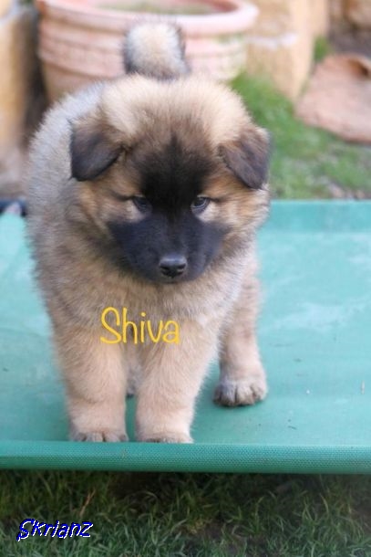 4.2021 - Shiva, der Unternehmungslustig